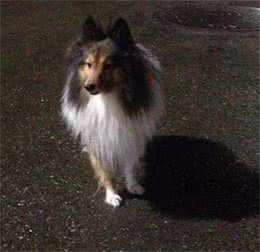 爱犬喜乐蒂走失一年仍无消无息，主人落泪发文