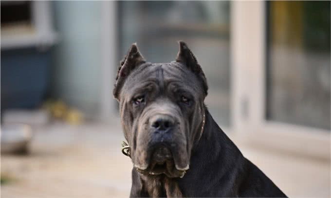 战斗力强大的卡斯罗犬，为何少人饲养?