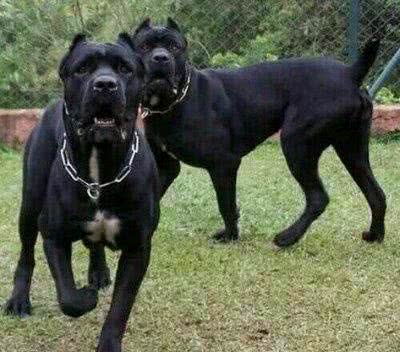 战斗力强大的卡斯罗犬，为何少人饲养?
