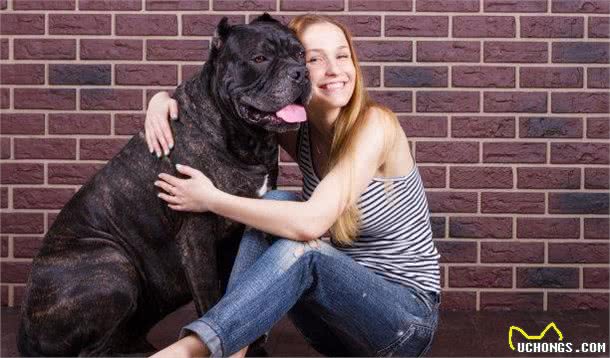 战斗力强大的卡斯罗犬，为何少人饲养?