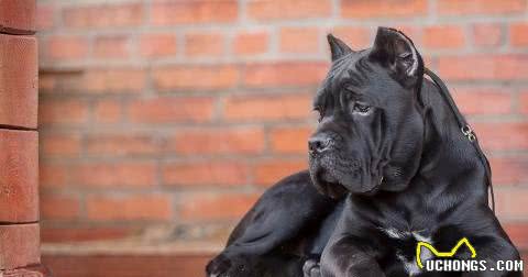 战斗力强大的卡斯罗犬，为何少人饲养?