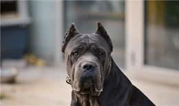 战斗力强大的卡斯罗犬，为何少人饲养?