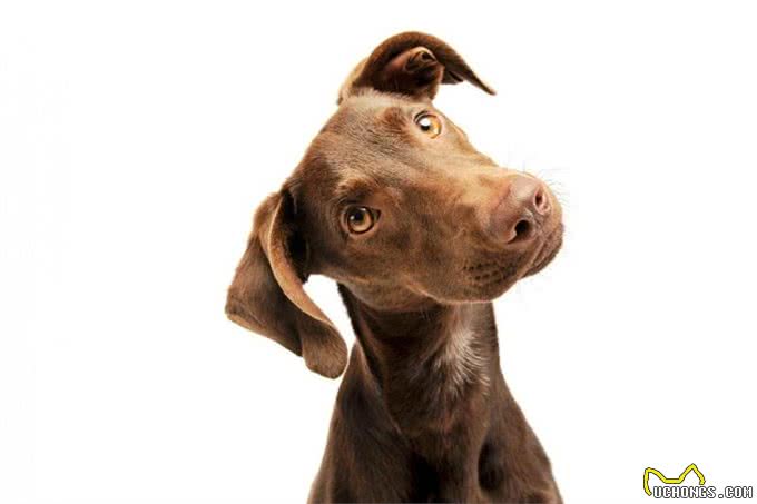 狗狗是如何区分主人和他人的?原来它们这么聪明!