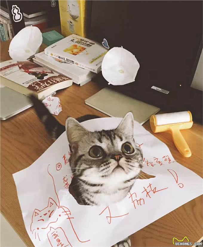 必须要知道的!有关猫咪的三个小知识