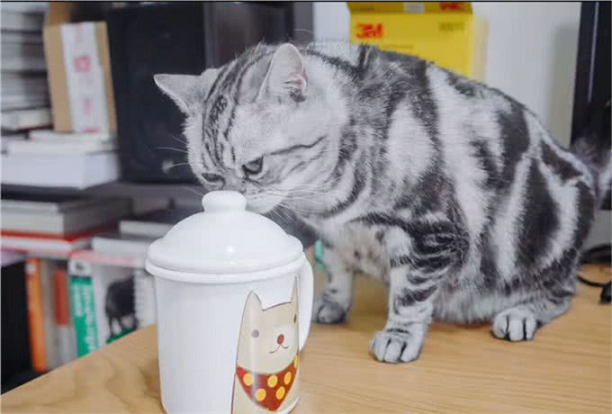 必须要知道的!有关猫咪的三个小知识