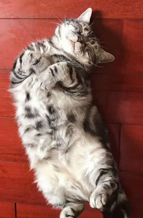 必须要知道的!有关猫咪的三个小知识