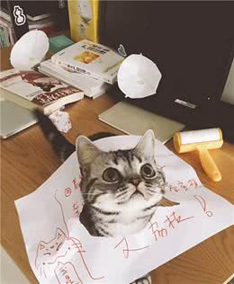 必须要知道的!有关猫咪的三个小知识