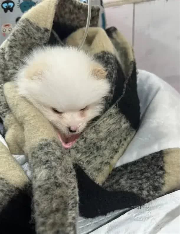 要重视起来!狗狗肠胃损伤其实离我们不远!