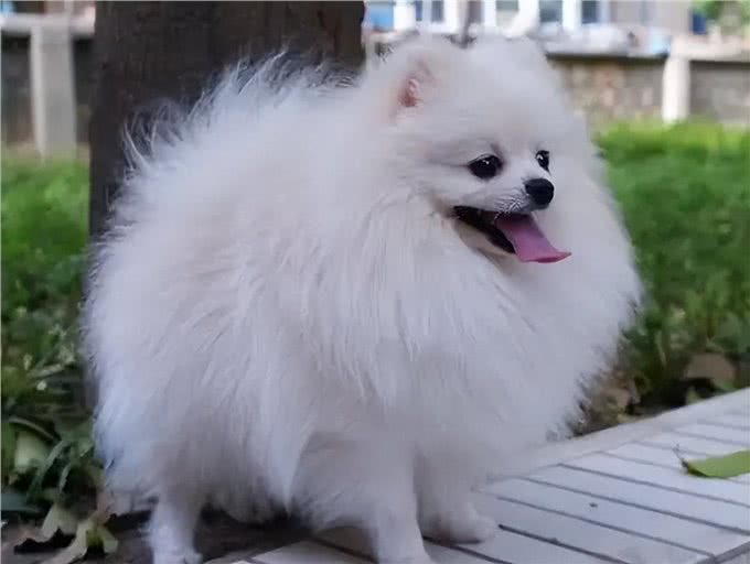 养狗一定要选博美犬，理由很简单就几点