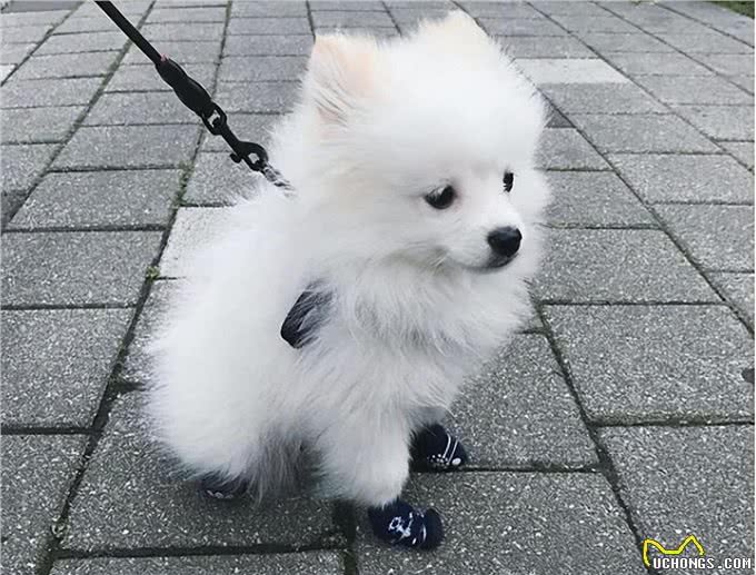养狗一定要选博美犬，理由很简单就几点