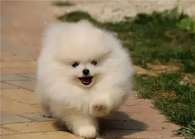 养狗一定要选博美犬，理由很简单就几点