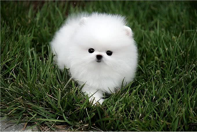 养狗一定要选博美犬，理由很简单就几点