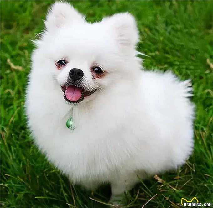 养狗一定要选博美犬，理由很简单就几点