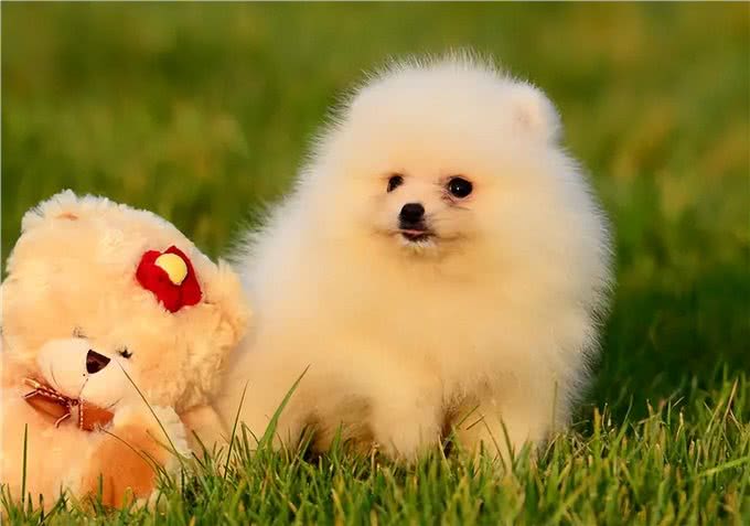 养狗一定要选博美犬，理由很简单就几点