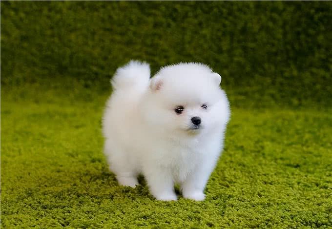 养狗一定要选博美犬，理由很简单就几点