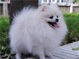 养狗一定要选博美犬，理由很简单就几点