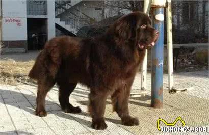 每日一犬-纽芬兰犬