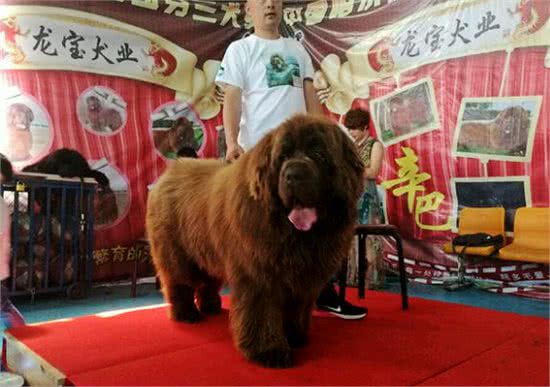 每日一犬-纽芬兰犬