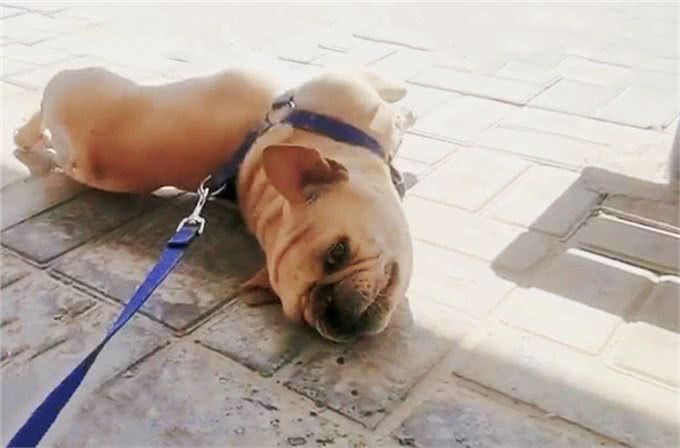斗牛犬被33度高温折磨，4条腿烫成外八字，就地躺下拒绝遛狗
