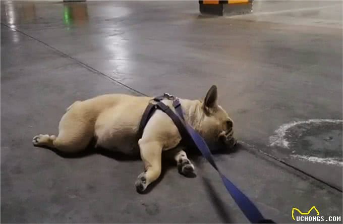 斗牛犬被33度高温折磨，4条腿烫成外八字，就地躺下拒绝遛狗