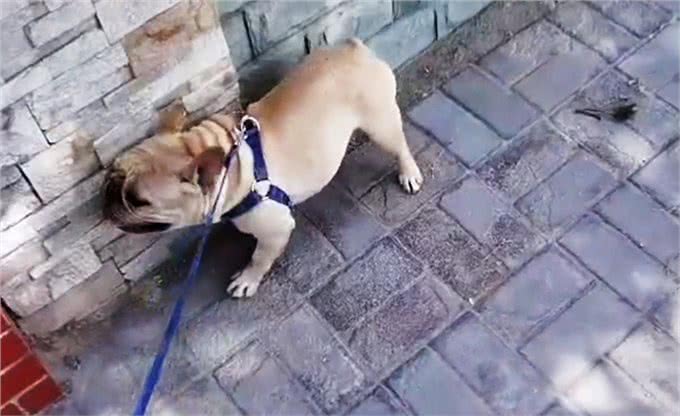 斗牛犬被33度高温折磨，4条腿烫成外八字，就地躺下拒绝遛狗
