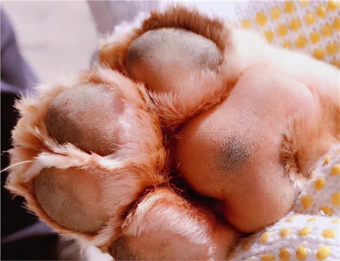 斗牛犬被33度高温折磨，4条腿烫成外八字，就地躺下拒绝遛狗