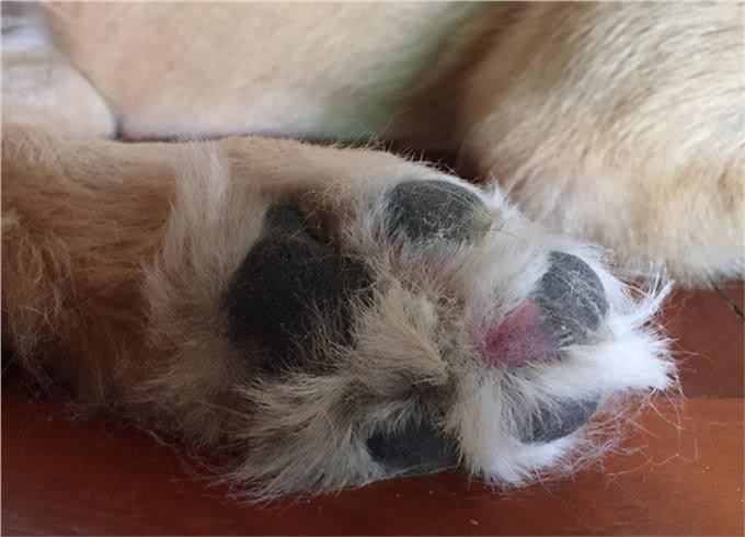 斗牛犬被33度高温折磨，4条腿烫成外八字，就地躺下拒绝遛狗