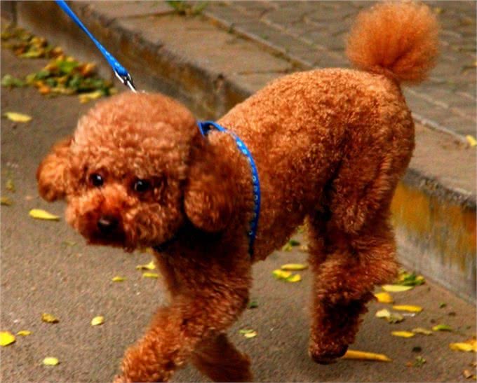 斗牛犬被33度高温折磨，4条腿烫成外八字，就地躺下拒绝遛狗