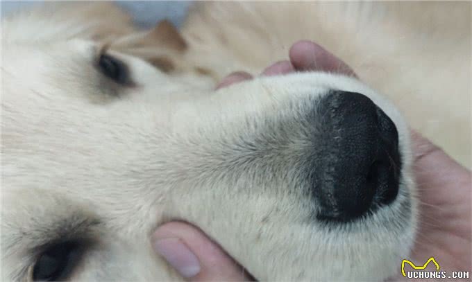 斗牛犬被33度高温折磨，4条腿烫成外八字，就地躺下拒绝遛狗