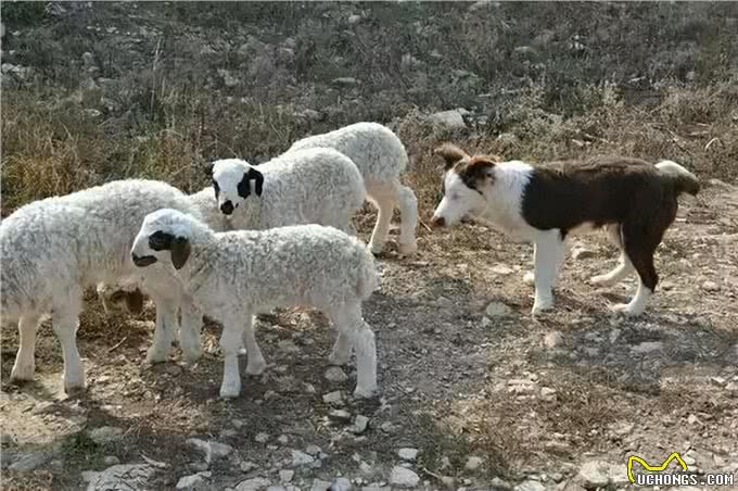 牧羊犬训练指南:培养忠诚、听话的工作伙伴