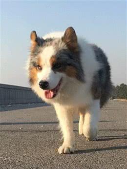 牧羊犬训练指南:培养忠诚、听话的工作伙伴