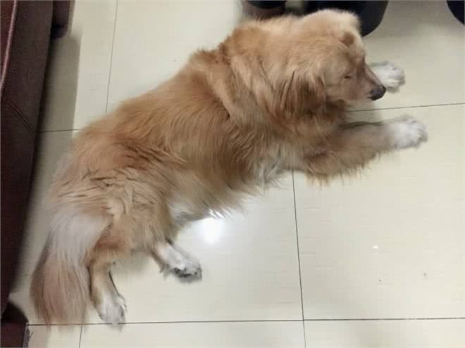 金毛犬常见症状及防治汇总，宠友必备的法宝!