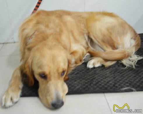 金毛犬常见症状及防治汇总，宠友必备的法宝!