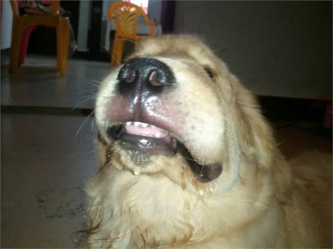金毛犬常见症状及防治汇总，宠友必备的法宝!
