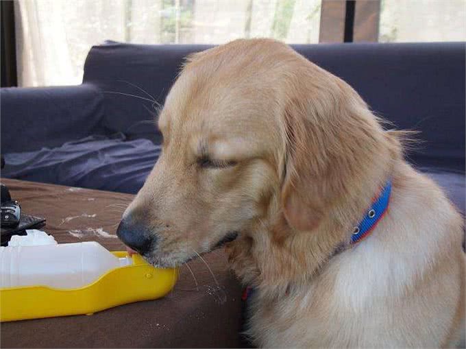 金毛犬常见症状及防治汇总，宠友必备的法宝!