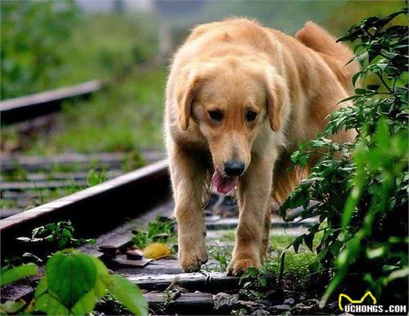 金毛犬常见症状及防治汇总，宠友必备的法宝!