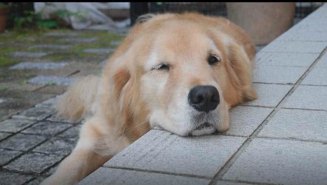 金毛犬常见症状及防治汇总，宠友必备的法宝!