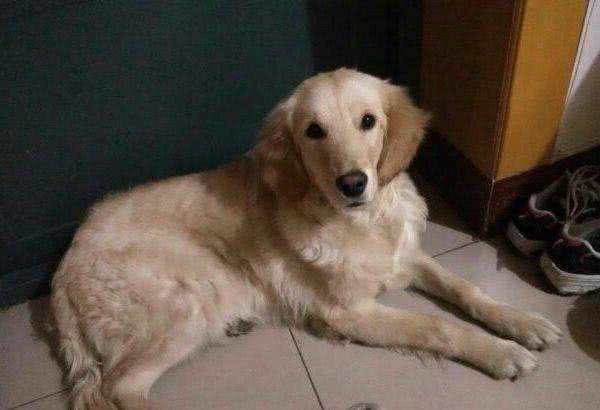 金毛犬常见症状及防治汇总，宠友必备的法宝!