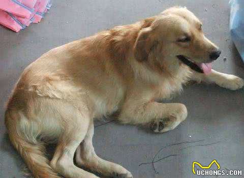 金毛犬常见症状及防治汇总，宠友必备的法宝!