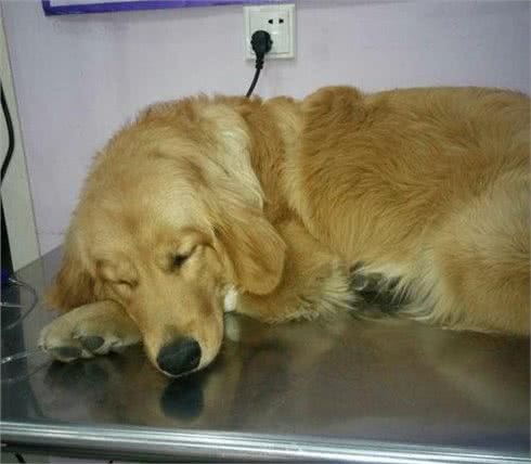 金毛犬常见症状及防治汇总，宠友必备的法宝!