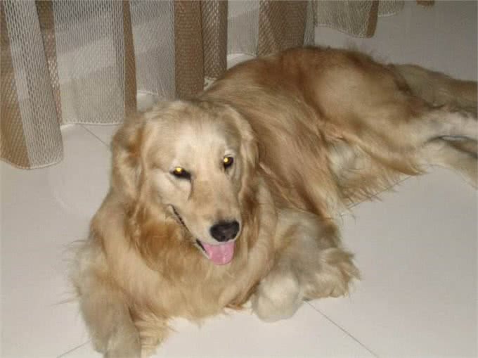 金毛犬常见症状及防治汇总，宠友必备的法宝!