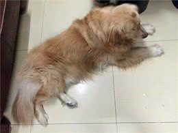 金毛犬常见症状及防治汇总，宠友必备的法宝!