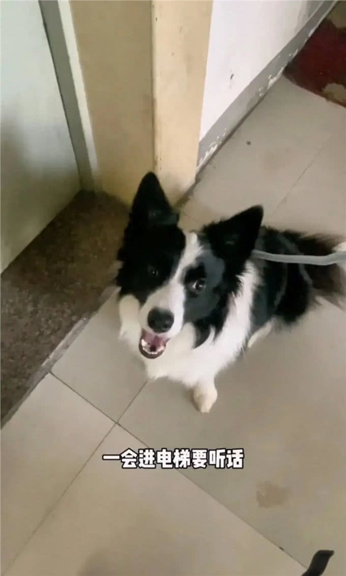 狗主人说可以摸摸ta，于是边牧抬爪子摸了摸我…