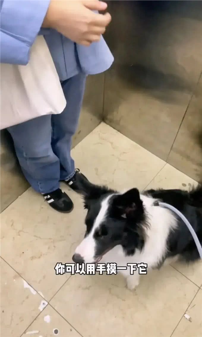 狗主人说可以摸摸ta，于是边牧抬爪子摸了摸我…