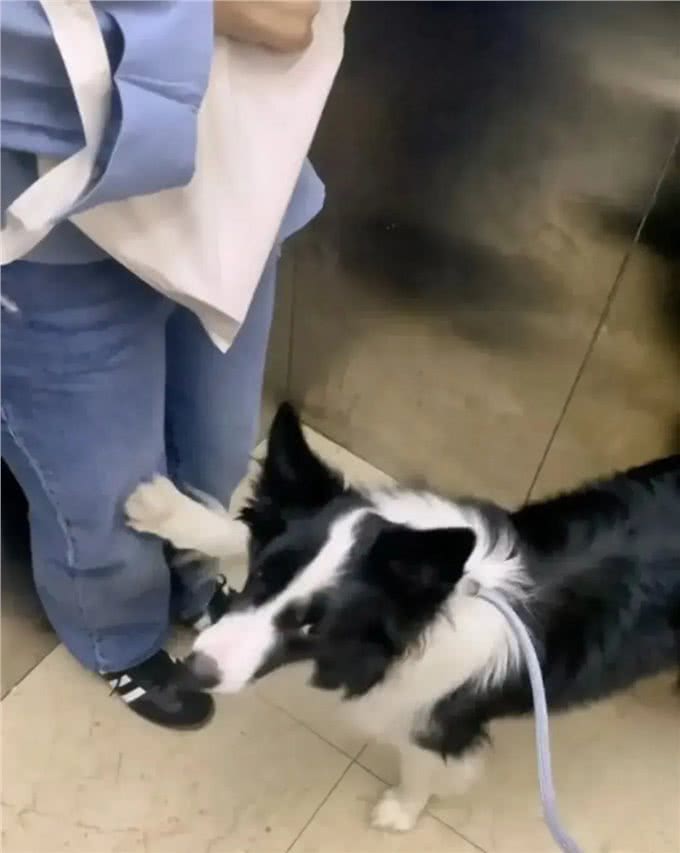 狗主人说可以摸摸ta，于是边牧抬爪子摸了摸我…