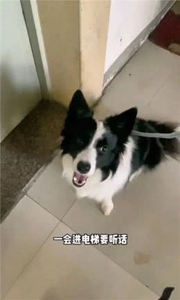 狗主人说可以摸摸ta，于是边牧抬爪子摸了摸我…