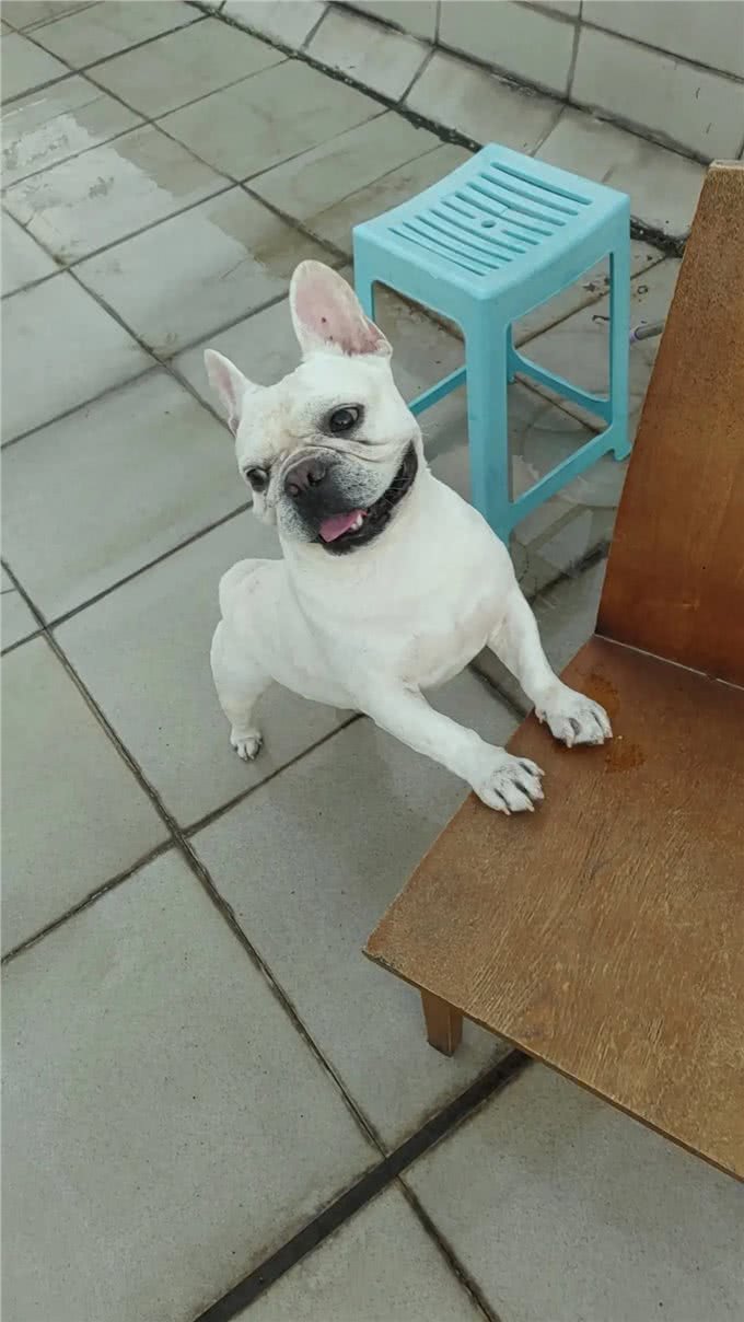 萌宠之法国斗牛犬