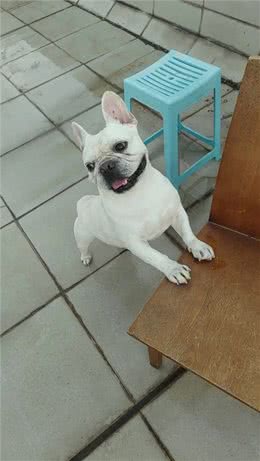 萌宠之法国斗牛犬