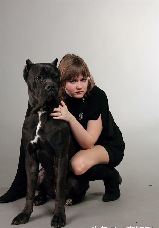 世界第一护卫犬:卡斯罗完美的家庭伴侣犬
