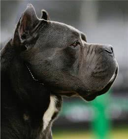 世界第一护卫犬:卡斯罗完美的家庭伴侣犬